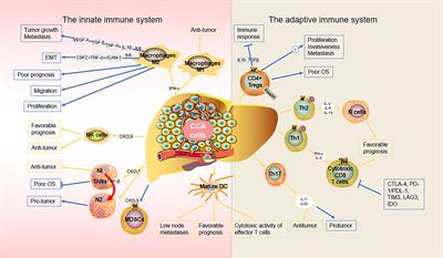 Immune microenvironment of cholangiocarcinoma: Biological concepts and treatment strategies